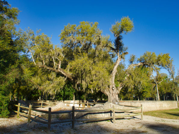 Sams Cemetery Oak
