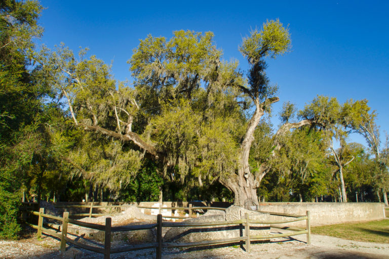 Sams Cemetery Oak