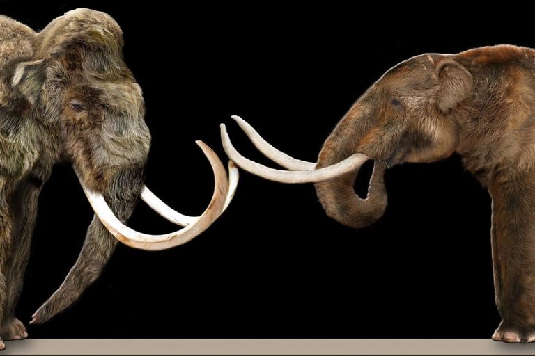 1920px-MammothVsMastodon