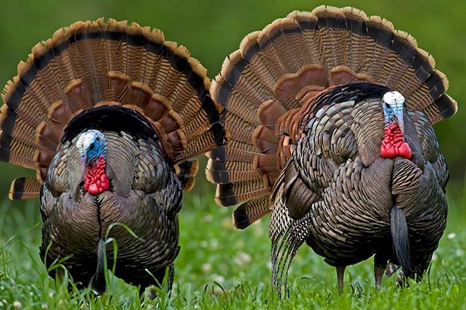 tom-turkeys-full-strut-800×450