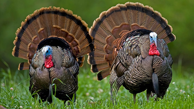 tom-turkeys-full-strut-800×450